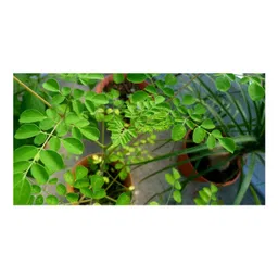 sow & grow Sow and Grow DIY Gardening Kit - Moringa image 2