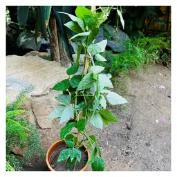 myBageecha Sky Blue Cluster Vine Plant image 5