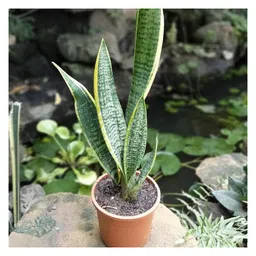 myBageecha Sansevieria Trifasciata Laurentii Snake Plant-image-1
