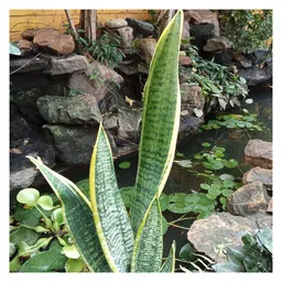 myBageecha Sansevieria Trifasciata Laurentii Snake Plant image 2