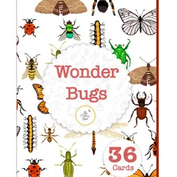The Curious Bees - Wonder Bugs Flash Cards - 36 Illustrations image 1