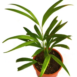 myBageecha Areca Palm image 4