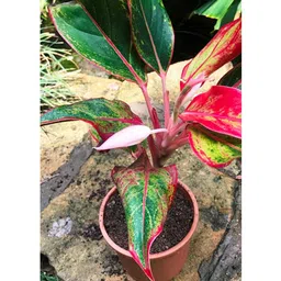 myBageecha Aglaonema Lipstick Plant image 3