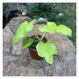 myBageecha Philodendron Lemon Lime Plant image 1