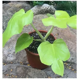 myBageecha Philodendron Lemon Lime Plant image 3