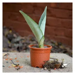 myBageecha Sansevieria Moonshine Plant-picture-10