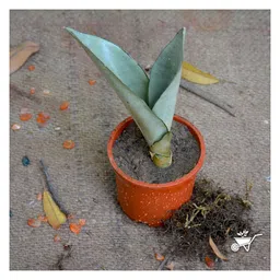 myBageecha Sansevieria Moonshine Plant image 2