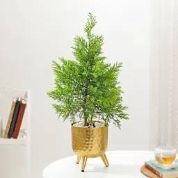 Lush Green Cypress And Gold Planter-image-9