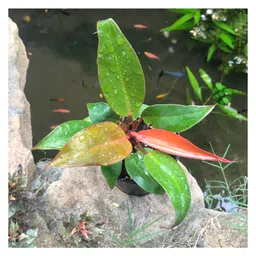 myBageecha Philodendron Prince of Orange Plant-picture-19