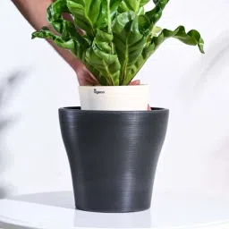 Ugaoo Tivoli Black Plastic Large Planter image 3