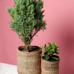 HABERE INDIA Set Of 2 Beige Woven Design Sustainable Planters image 1