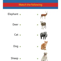 om books international My First Book of Animals Book - English image 5