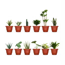 Cinagro 12-Pcs Red Round Planters-picture-13