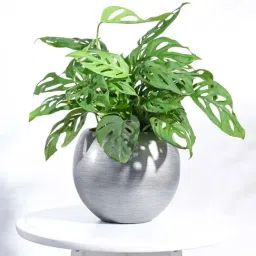 Ugaoo Vase Ball Retro Silver Plastic Small Planter-picture-31