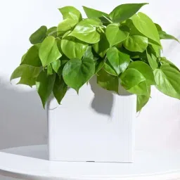 Ugaoo Hague White Plastic Large Planter-image-33