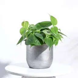 Ugaoo Ball Retro Silver Plastic Small Planter-image-2