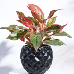 Ugaoo Heraldry Vase Ball Black Plastic Medium Planter-picture-40