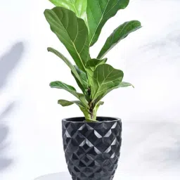 Ugaoo Heraldry Vase Taper Round Black Plastic Small Planter-picture-38