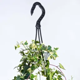 Ugaoo English Ivy Variegated Plant with Hanging Pot image 5