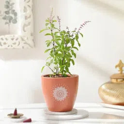 Tulsi Plant And Om Terracotta Planter-image-57