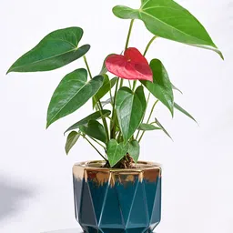 UGAOO Aurelius Prism Ceramic Dark Teal Pot - (5 Inch)-picture-16