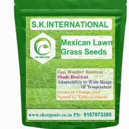 sk organic Mexican Lawn Grass Seeds for Gardens Farm house Cold,Drought & Shade Tolerant Seed-picture-15