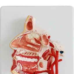 A-ONE SCIENCE Multicolor PVC Head Model AOSBM67 image 3