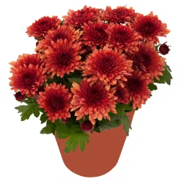 ikea Potted plant, Chrysanthemums assorted colours, 12 cm-picture-25