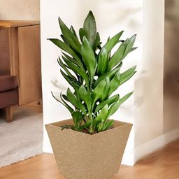 Go Hooked Brown & Green Square-Shaped Durable Planter-picture-32