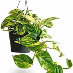generic Good Luck Money Plant Variegated With Self Watering Black Pot|l14 image 3