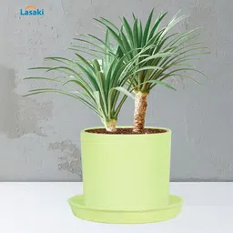 LASAKI Green Ceramic Planter With Plate image 2