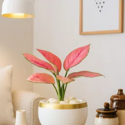audace industries Indoor Metal Planter / Trending Pots / Unique Designer Flower Vase (White Gold) Iron Vase image 2