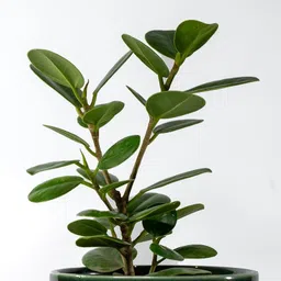 lushbark Jade Plant image 3