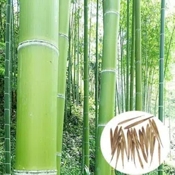 bdsresolve New bamboo seeds/bamboo seeds 63 Seed-picture-28