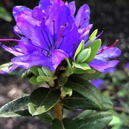 cloud farm Azalea plant image 2