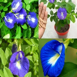 sbains Aparajita Flower Plant Seeds no of seeds 10 Seed-picture-33