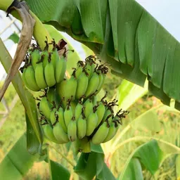 florafusion Banana Plant image 2