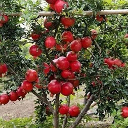 greenhousestore Pomegranate Plant-picture-18