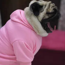 baeship Hoodie for Dog image 4