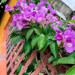 ridhima enterprise Garlic Vine Plant image 2