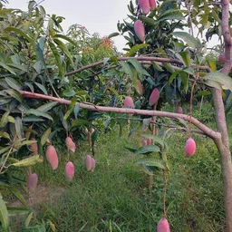 aam Mango Plant image 3