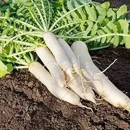 lpr MULI ,WHITE RADISH Seed image 2