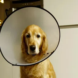 berlin's Pet Remedy Adjustable Recovery Collar for Dogs – Protective Healing Cone Dog Bark Contro Collar image 3