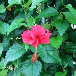 aquinnah Hibiscus Plant image 1