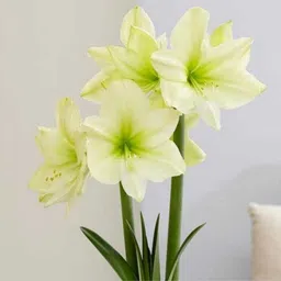 amaryllis lily for summer pack of 5 bulbs Seed-image-3