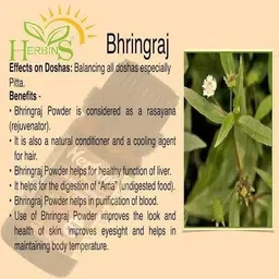 lifelex Bhringraj Plant Seed image 4