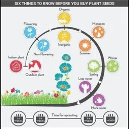 mirch 10g, F1 hybrid chilli seeds highest yield Verity dark green fruit Seed image 4