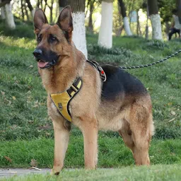 berlin's Adjustable Chest Belt Harness |Reflective Comfortable No-Pull Pet Safety Harness Dog Buckle Harness-picture-22