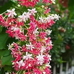 ridhima enterprise Madhumalti/Rangoon Creeper image 3