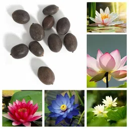 generic Lotus Mix Flower Seeds for Home Aquatic Garden, Kamal Gatta Aquatic Fresh Garden Seeds (5 Per Packet) image 1